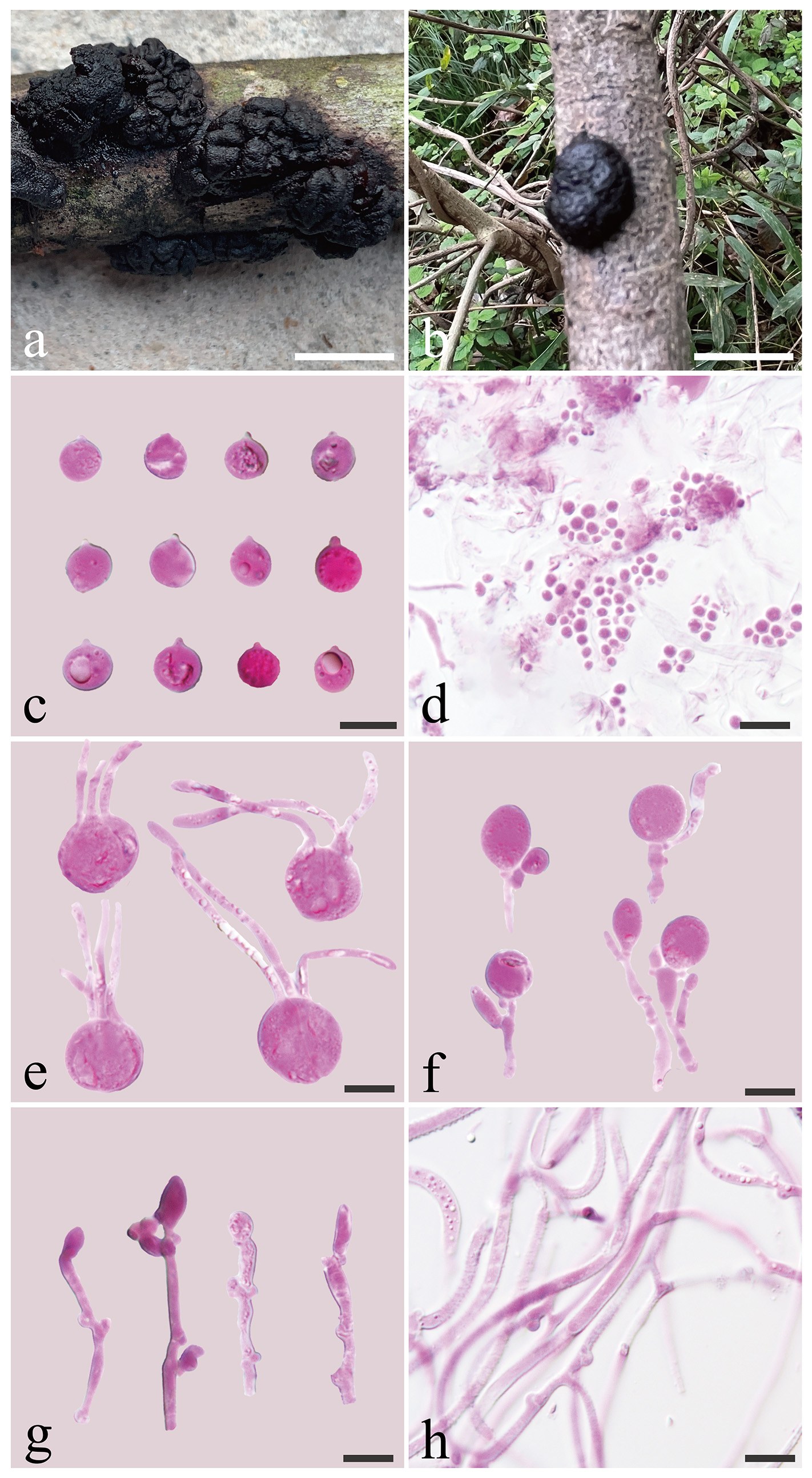 Figure 60